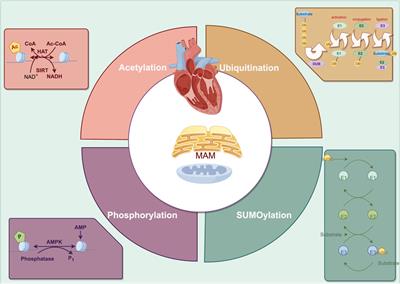 Shaping cardiac destiny: the role of post-translational modifications on endoplasmic reticulum – mitochondria crosstalk in cardiac remodeling